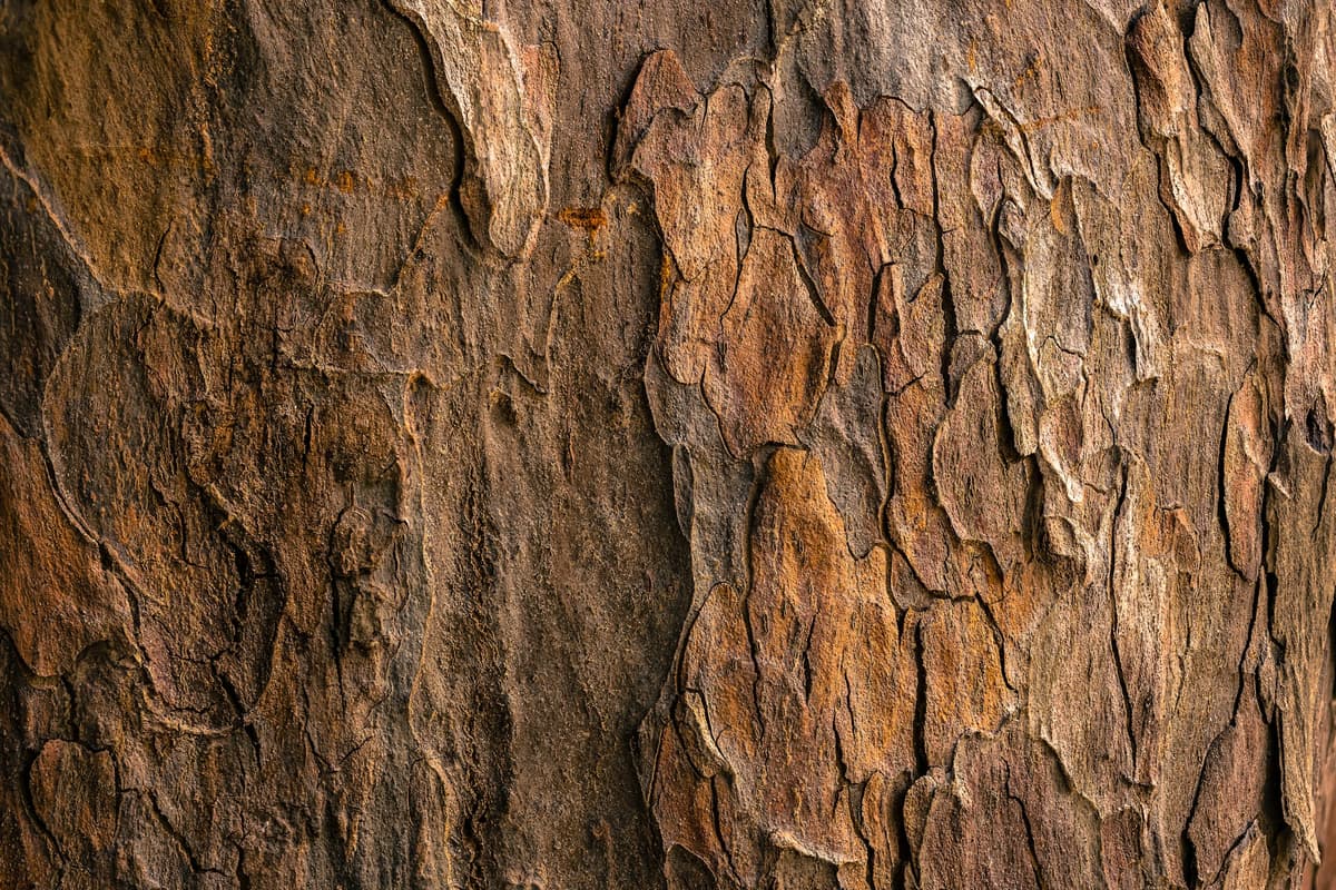 Wood Products